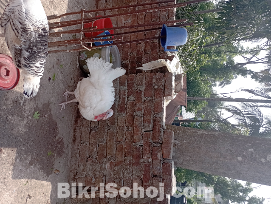 Turkey Rare Color chickens